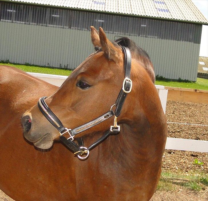 Welsh Mountain (sec A) Lund´s Billie Jean billede 6