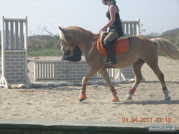 Haflinger santana RH ( Haffe! ) - Det er ikke svært at finde en der kan få dig til at smile, det er ikke svært at finde en der kan få dig til at græde. Kunsten er at finde en, der kan få dig til at smile med tårer i øjnene. billede 15