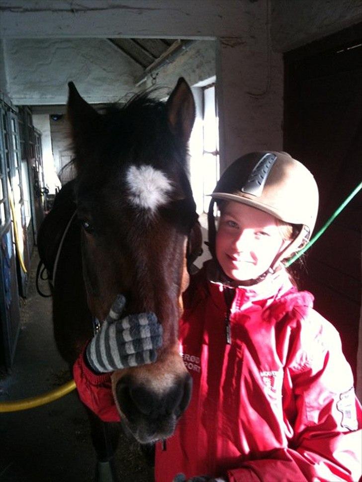 New Forest Yasper billede 9