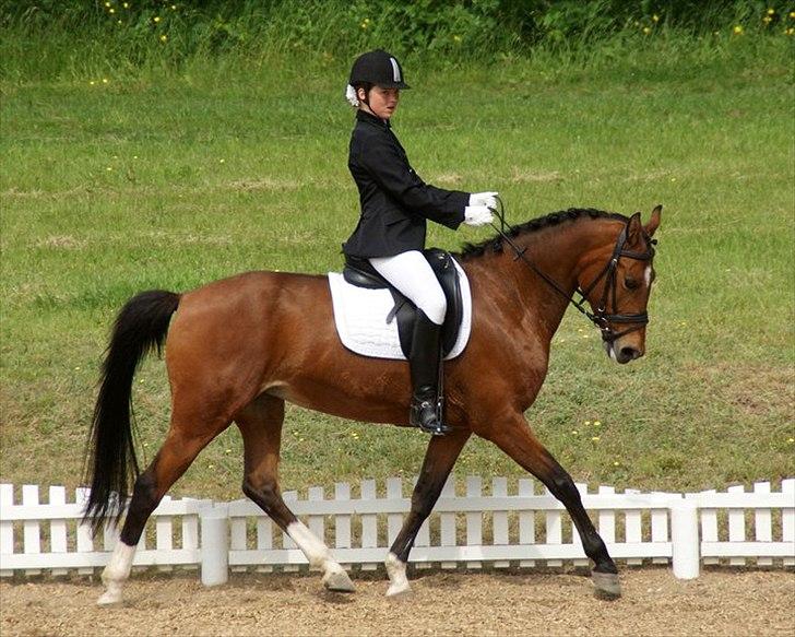 Hollandsk Sportspony Andorra *B-pony* Solgt - Fotograf: kristine Ulsø Olsen billede 9