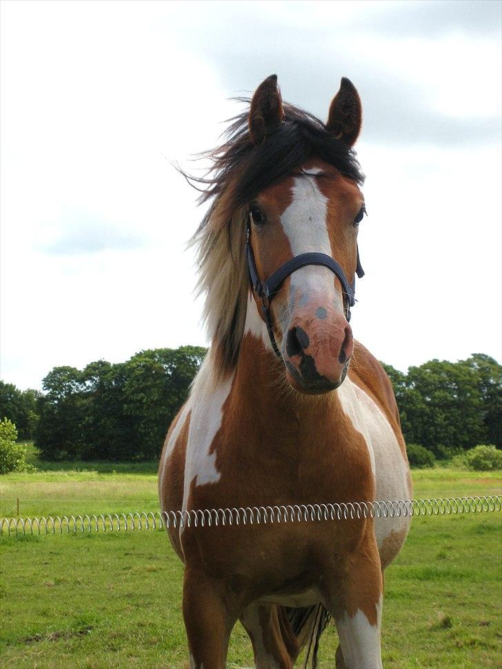 Pinto Mia Maja - Velkommen til Mia Maja's profil :) (1år) billede 1