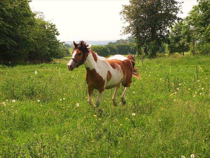 Pinto Mia Maja billede 13