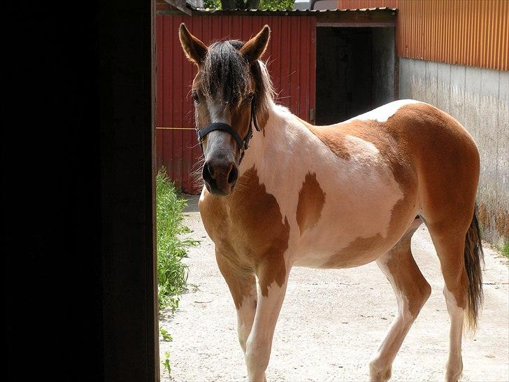 Pinto Mia Maja billede 10