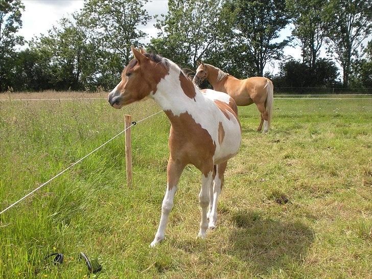 Pinto Mia Maja billede 14