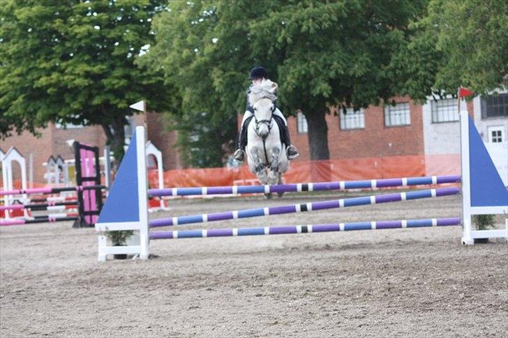 Connemara Tony  - Tony er for seeeeej! billede 16