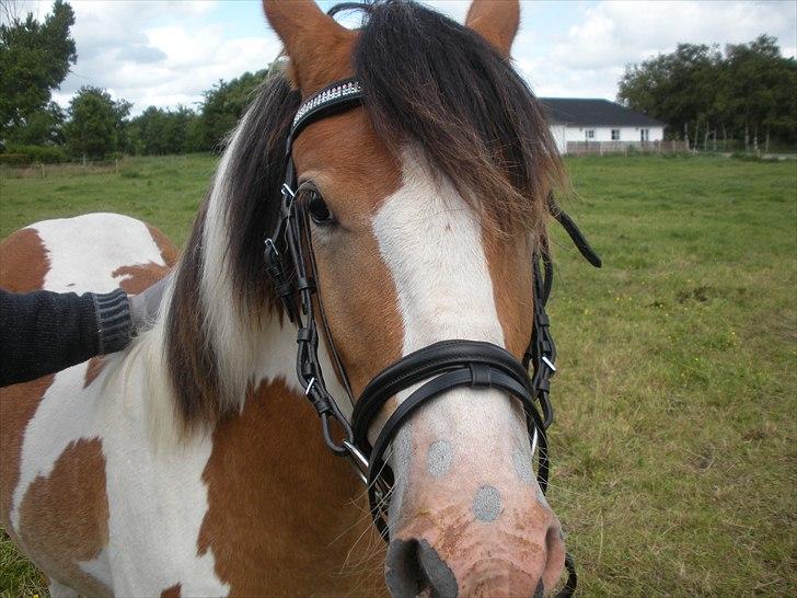 Pinto Mia Maja - Mia Maja med trense for første gang :) billede 5