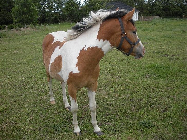 Pinto Mia Maja billede 7