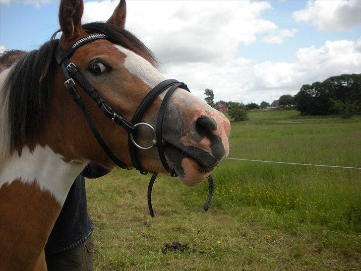 Pinto Mia Maja billede 6