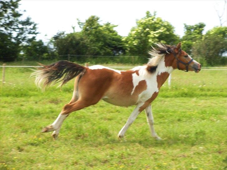 Pinto Mia Maja - Smukke Mia :D billede 3