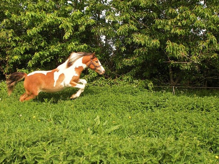 Pinto Mia Maja - Et lille spring på folden ;) billede 8