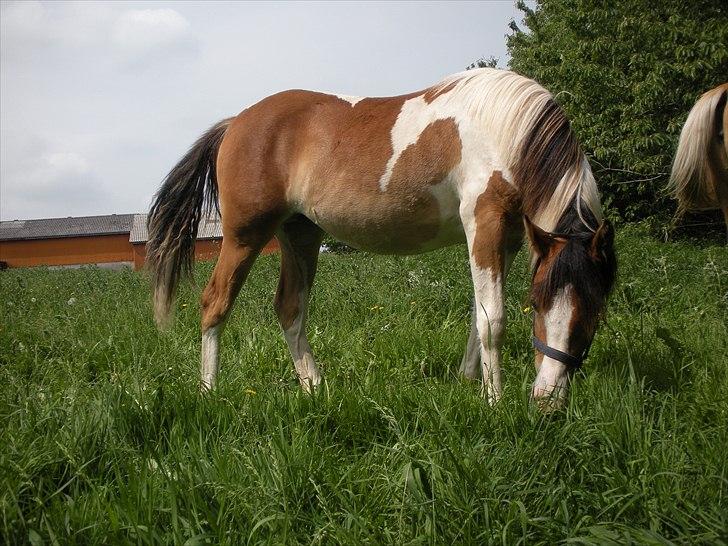 Pinto Mia Maja billede 9