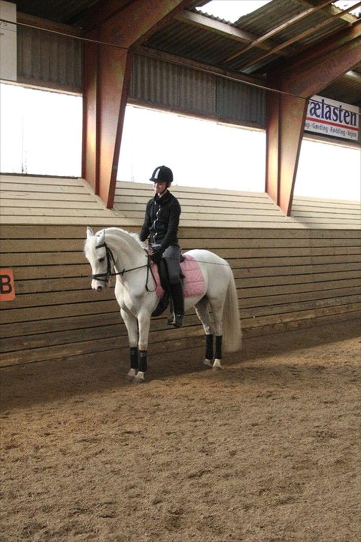 Anden særlig race Savannah - Min smukke pony :* Foto: Anita  billede 13