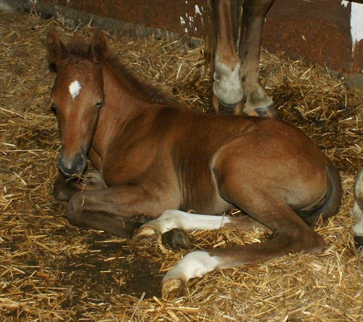 Anden særlig race Smart Ass Zen Platino solgt - Ligger da lige i det værste møg en tidlig morgen: billede 1