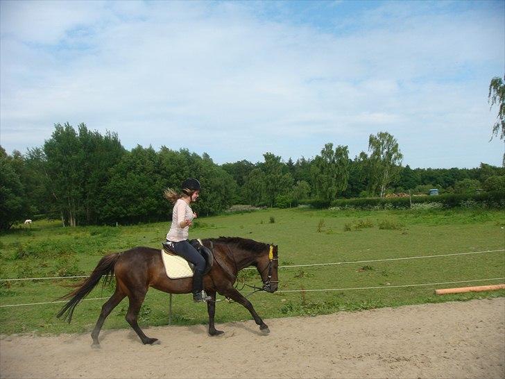 New Forest Bella - Galop uden hænder<3 billede 19