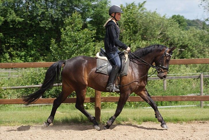 DSP Røgilds Dominique - Dressurtræning 15.06-2011

Foto: Line Andersen. billede 6