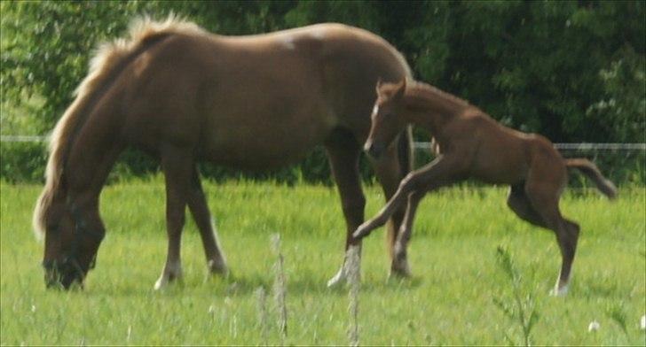 Anden særlig race Smart Ass Zen Platino solgt - Badutspringer ;) billede 2