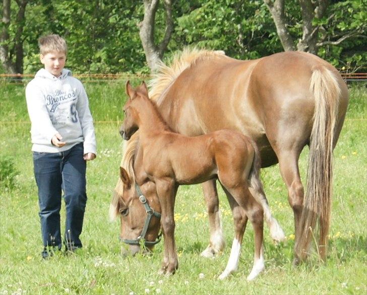 Anden særlig race Smart Ass Zen Platino solgt - Hvem er du? billede 3