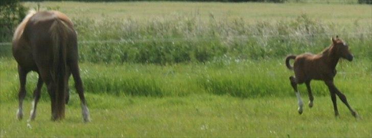 Anden særlig race Smart Ass Zen Platino solgt billede 4