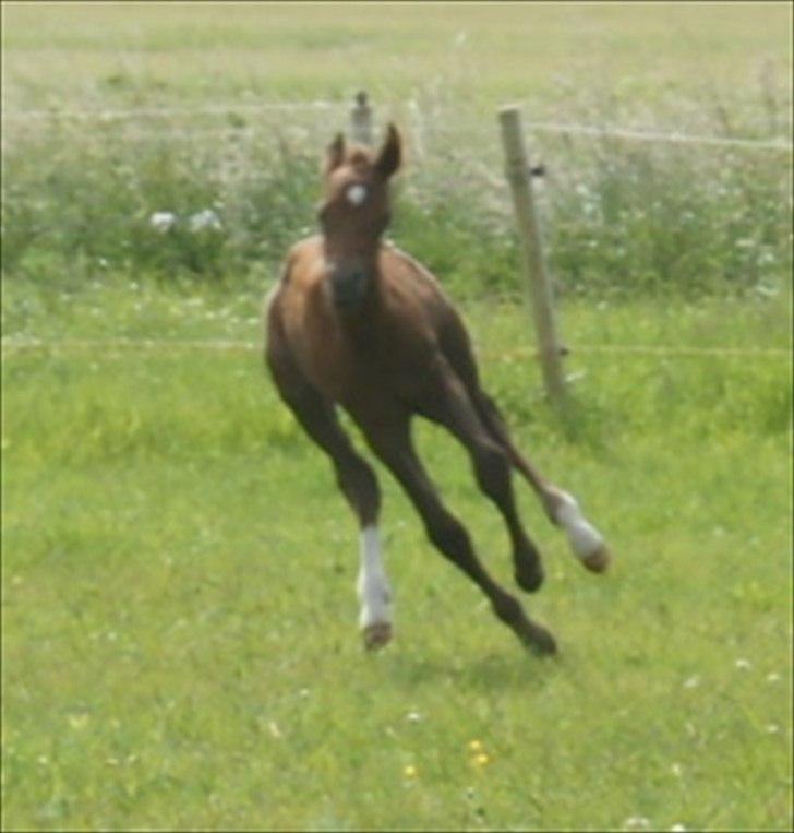 Anden særlig race Smart Ass Zen Platino solgt - Uhhh, jeg løber stærkt... billede 5