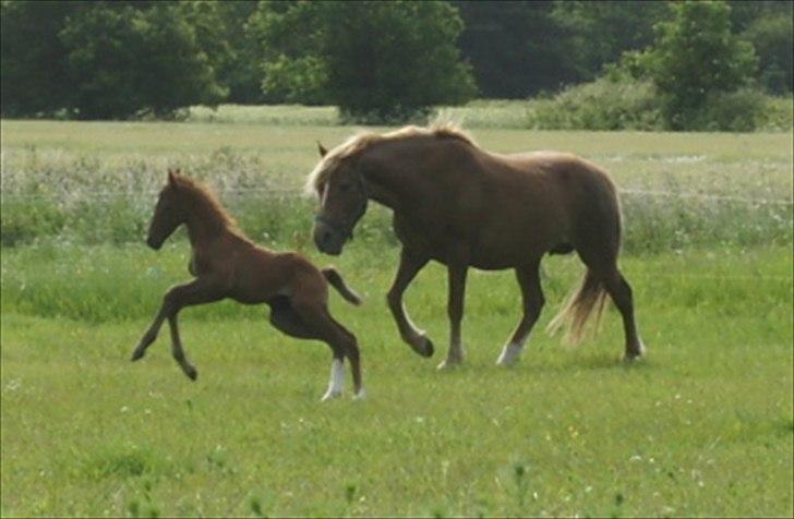 Anden særlig race Smart Ass Zen Platino solgt - Moaaar, jeg kan ikke stoppe. billede 6