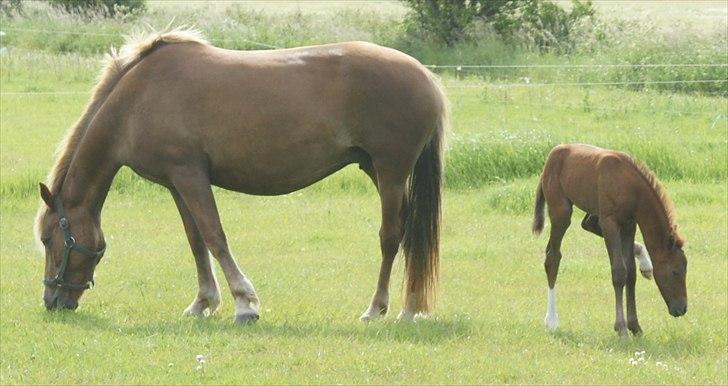 Anden særlig race Smart Ass Zen Platino solgt billede 7