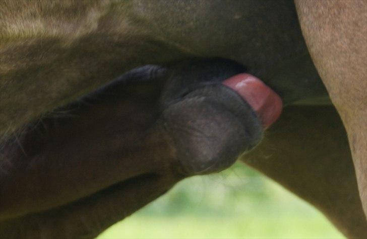 Anden særlig race Smart Ass Zen Platino solgt - Maaaaad. billede 8