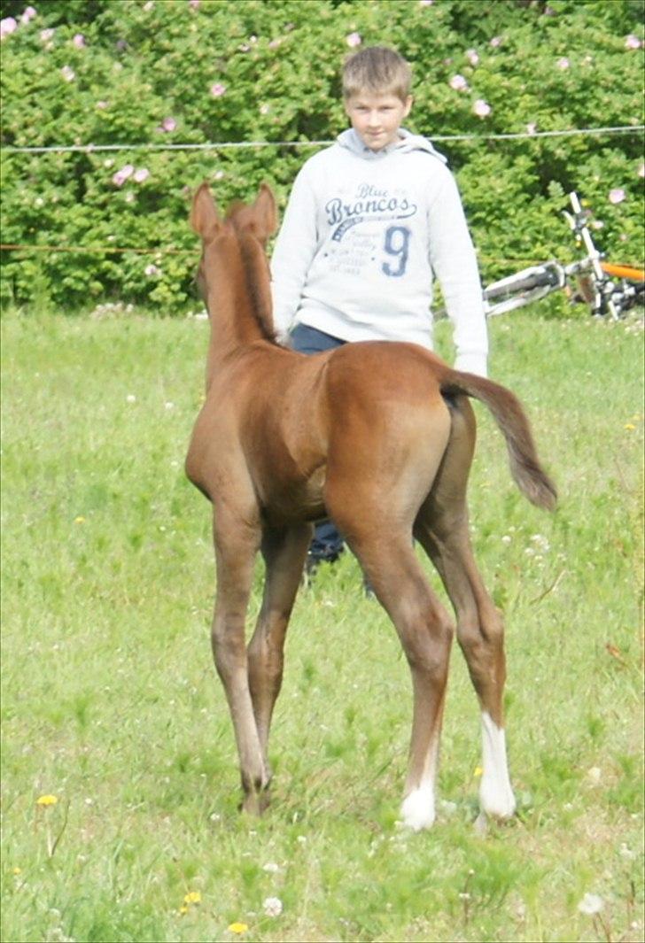 Anden særlig race Smart Ass Zen Platino solgt - Hej du!!! billede 9