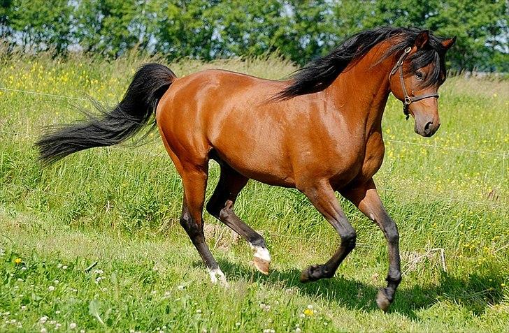 Arabisk fuldblod (OX) Til Minde om MVA Prince Vayu ox - D. 12 Juni 2011. ½ uge i DK. billede 9