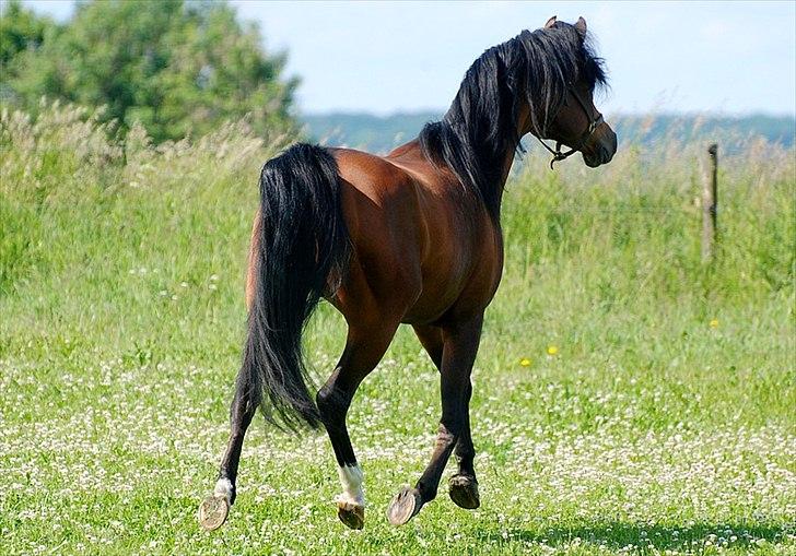 Arabisk fuldblod (OX) Til Minde om MVA Prince Vayu ox - D. 12 Juni 2011. ½ uge i DK. billede 10