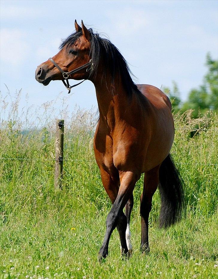 Arabisk fuldblod (OX) Til Minde om MVA Prince Vayu ox - D. 12 Juni 2011. ½ uge i DK. billede 11