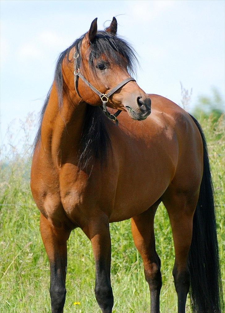 Arabisk fuldblod (OX) Til Minde om MVA Prince Vayu ox - D. 12 Juni 2011. ½ uge i DK. billede 5