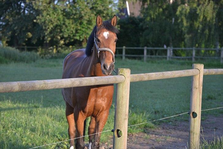 Hollandsk Sportspony Andorra *B-pony* Solgt billede 13