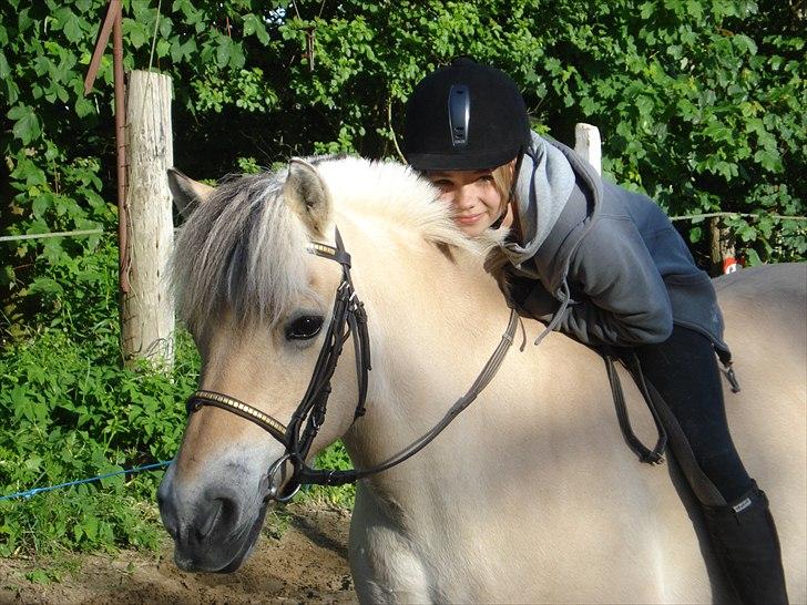 Fjordhest Line (-': - 1• Velkommen til Line´s profil!<3...  -Taget d. 1/6-2011 [Foto: Mor] billede 1