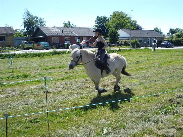 Fjordhest Line (-': - 15• Ringridning i Hjerm! :D -Taget d. 4/6-2011 [Foto: Far] billede 15