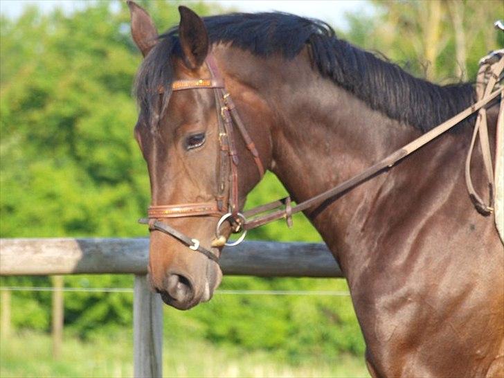 Hollandsk Varmblod Butterfly billede 8