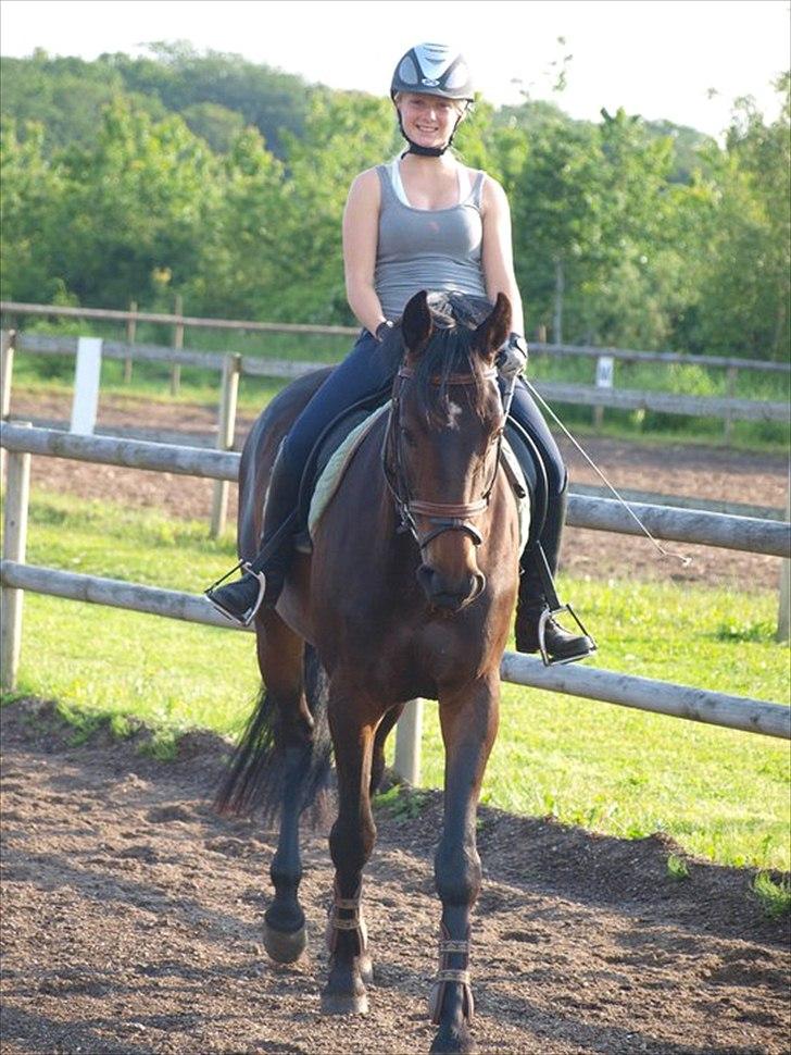 Hollandsk Varmblod Butterfly billede 9