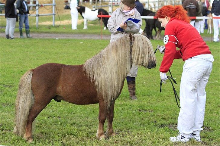 Shetlænder Vestbjergs Top billede 13