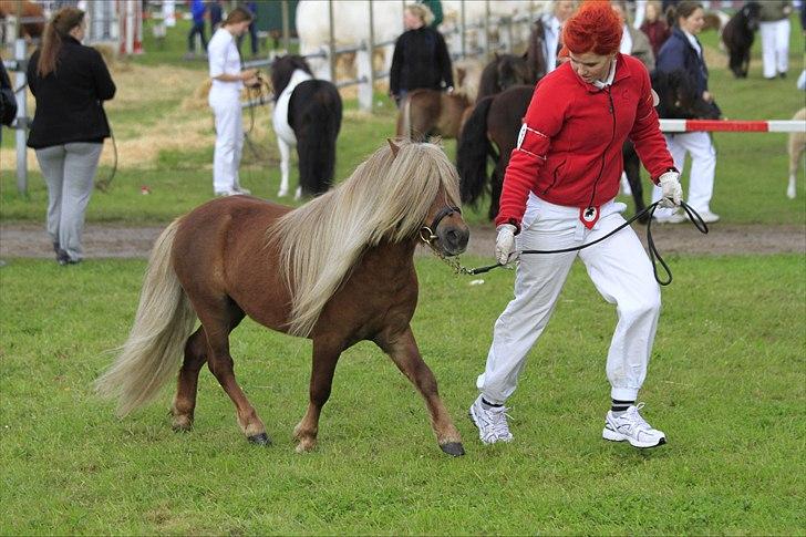 Shetlænder Vestbjergs Top billede 14
