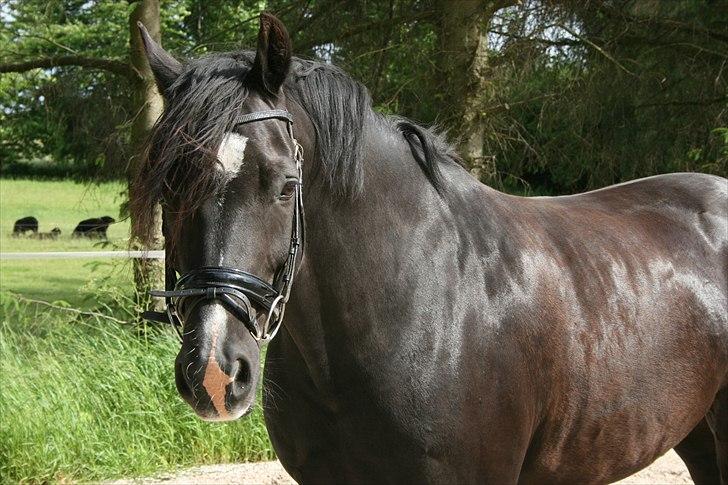 Welsh Cob (sec D) Valhallas Jesse James - Velkommen til Jesses profil billede 1