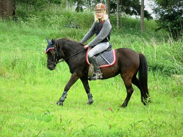 Anden særlig race Jolly - SOLGT -Savnet  billede 2