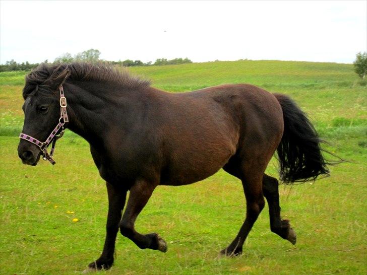 Anden særlig race Jolly - SOLGT -Savnet  billede 4