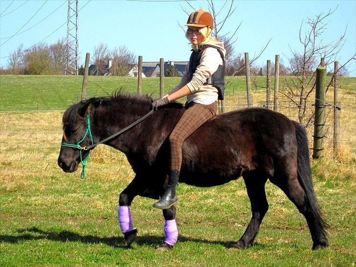 Anden særlig race Jolly - SOLGT -Savnet  billede 5