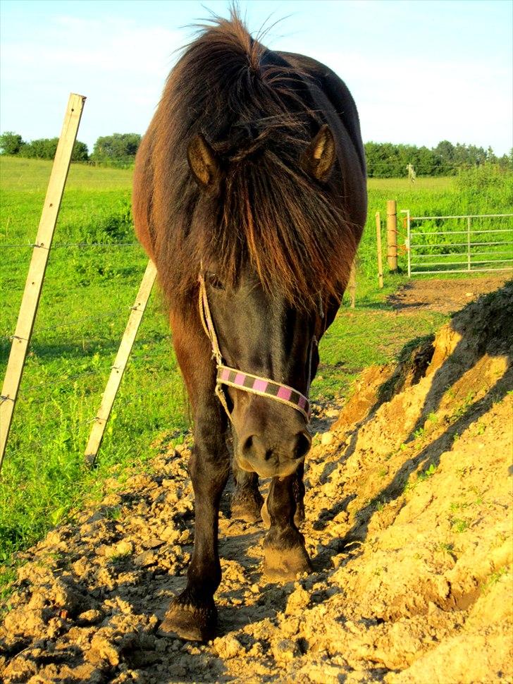 Anden særlig race Jolly - SOLGT -Savnet  billede 7