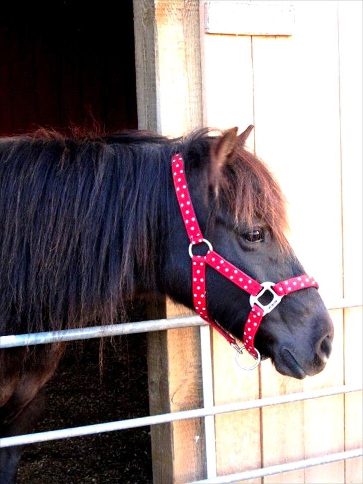 Anden særlig race Jolly - SOLGT -Savnet  billede 9