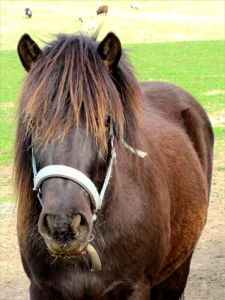 Anden særlig race Jolly - SOLGT -Savnet  billede 8