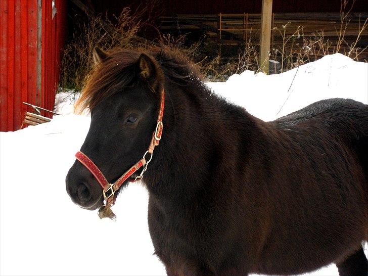 Anden særlig race Jolly - SOLGT -Savnet  billede 10