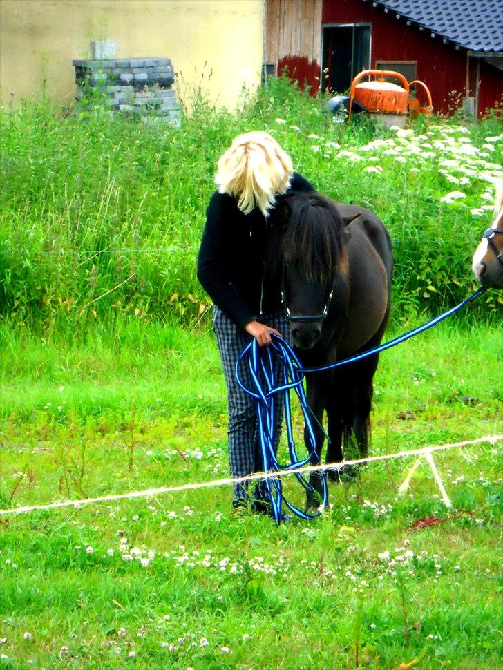 Anden særlig race Jolly - SOLGT -Savnet  billede 11