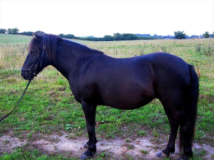 Anden særlig race Jolly - SOLGT -Savnet  billede 12
