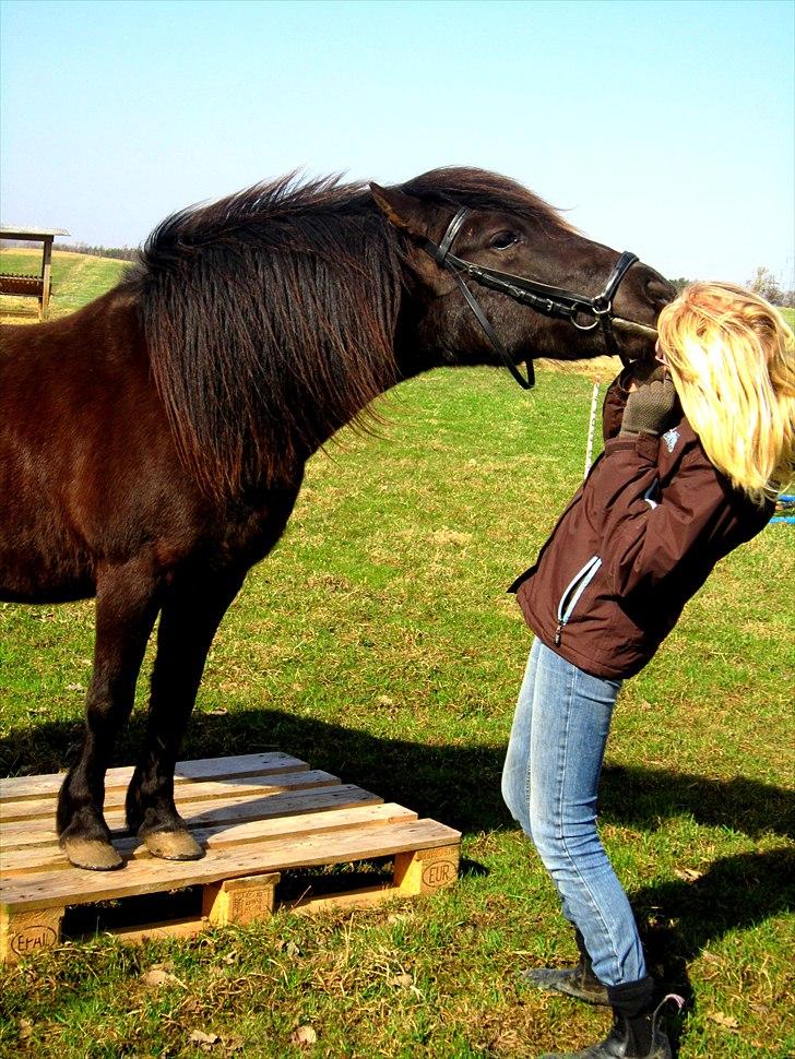 Anden særlig race Jolly - SOLGT -Savnet  billede 14