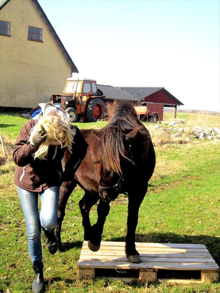 Anden særlig race Jolly - SOLGT -Savnet  billede 15
